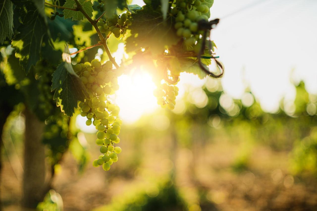 Masseria Agriturismo Il Sorriso Degli Ulivi - Dimora Di Charme กัลลีโปลี ภายนอก รูปภาพ