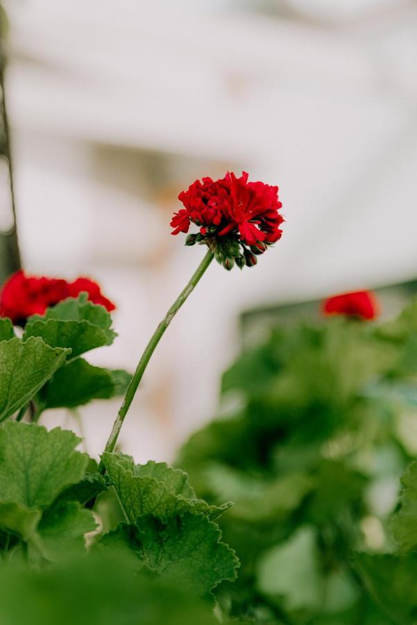 Masseria Agriturismo Il Sorriso Degli Ulivi - Dimora Di Charme กัลลีโปลี ภายนอก รูปภาพ