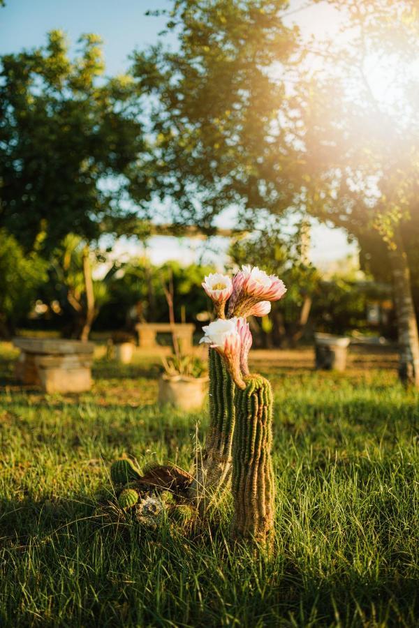 Masseria Agriturismo Il Sorriso Degli Ulivi - Dimora Di Charme กัลลีโปลี ภายนอก รูปภาพ